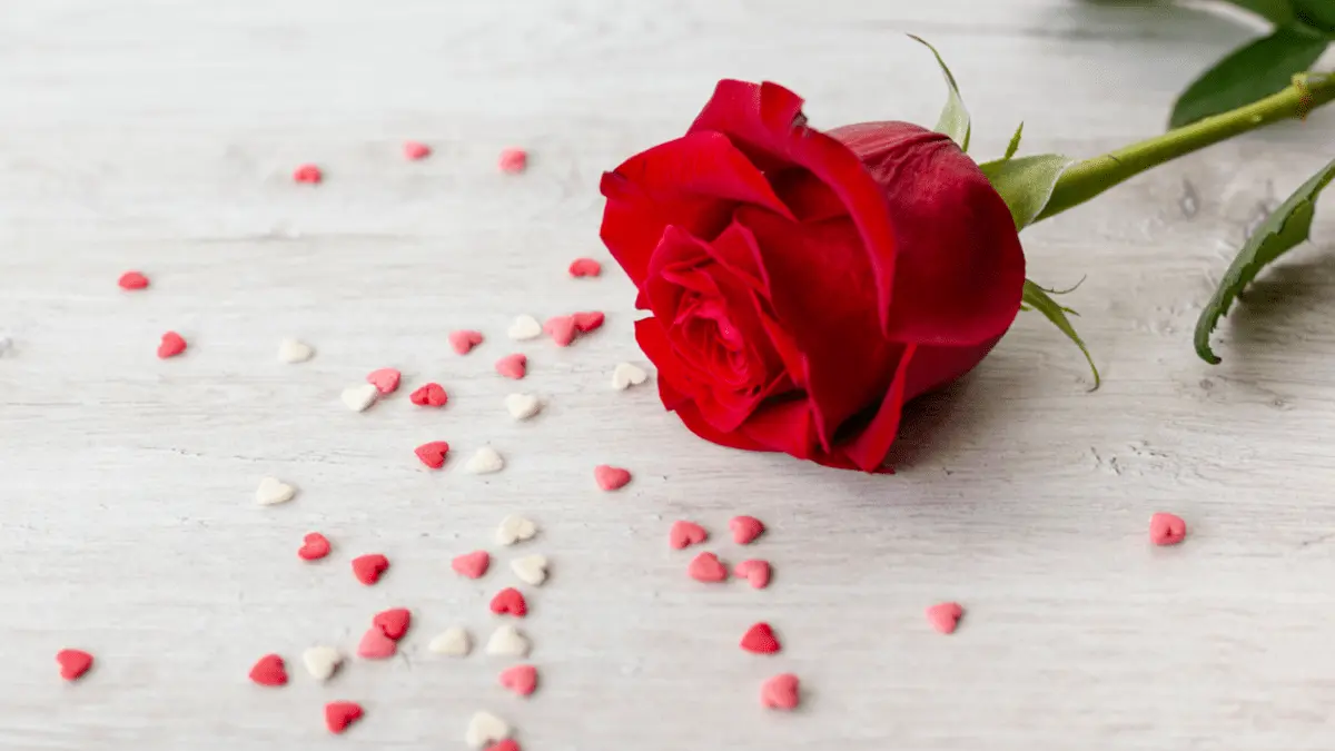 Rose Day: February 7 (Wednesday)