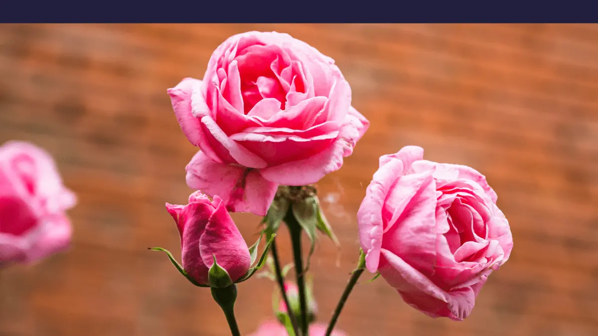 Pink Rose