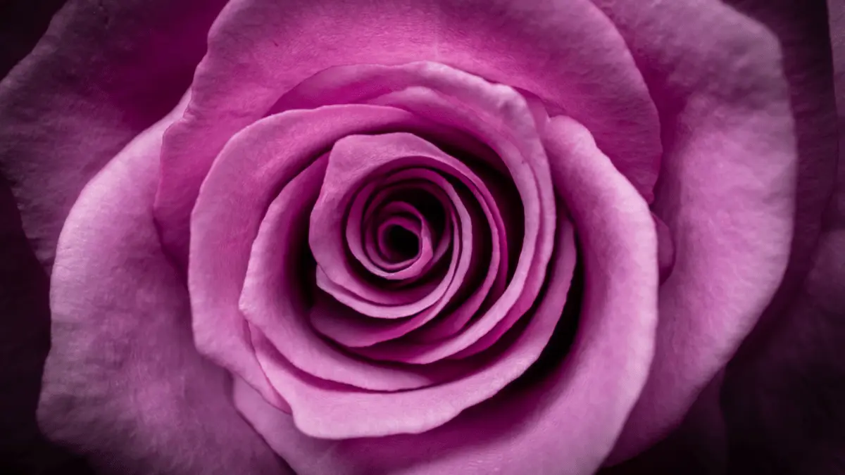 Purple Rose