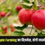 Apple Farming Business Idea