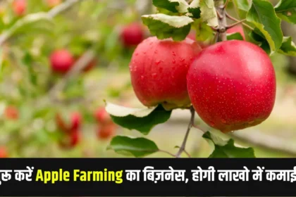 Apple Farming Business Idea