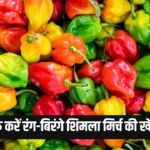 Capsicum Farming Business Idea