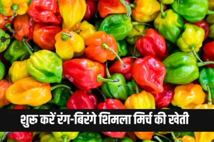 Capsicum Farming Business Idea