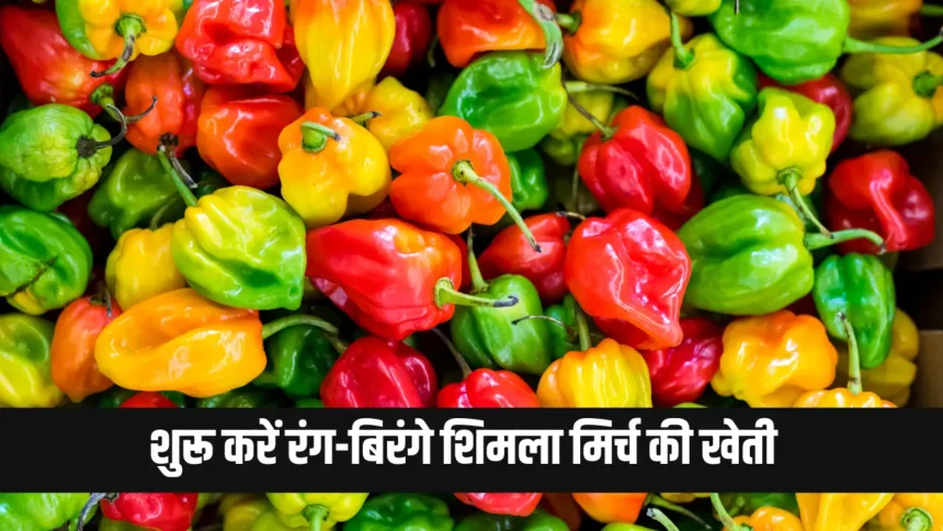 Capsicum Farming Business Idea