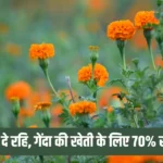 Marigold Flower Farming Business Idea