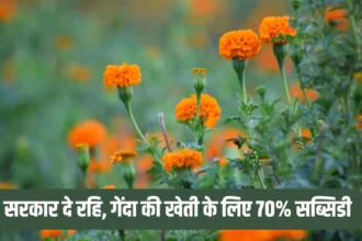 Marigold Flower Farming Business Idea