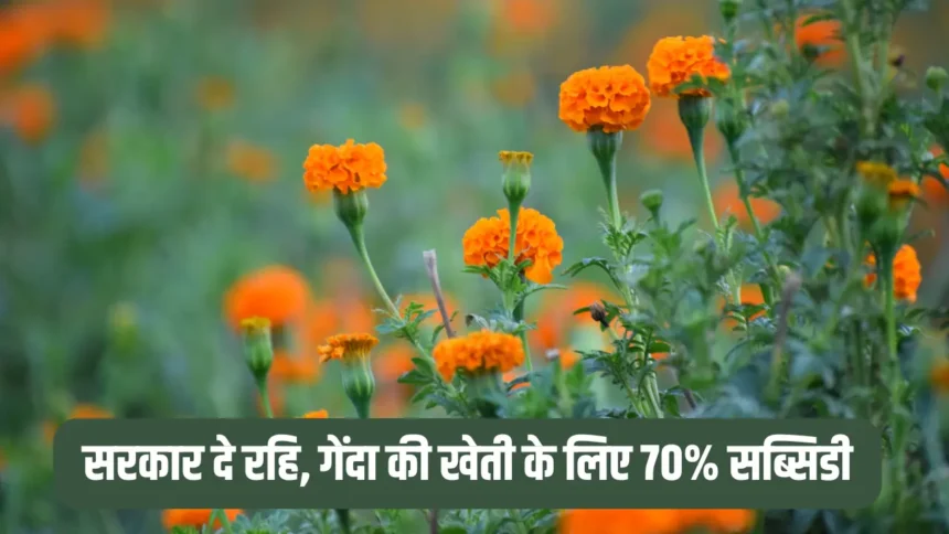 Marigold Flower Farming Business Idea