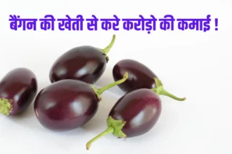 Brinjal farming Business Idea