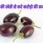 Brinjal farming Business Idea