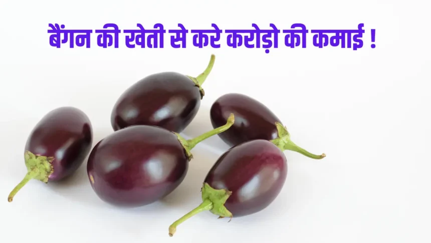 Brinjal farming Business Idea